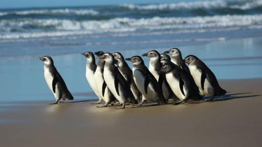 Os dois novos casos foram confirmados em pinguis