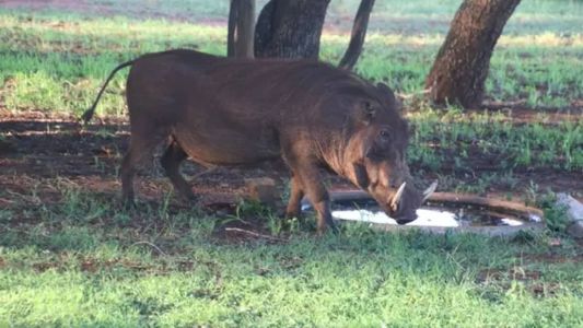 Os envolvidos tinham registro das armas e licença para caçar javalis