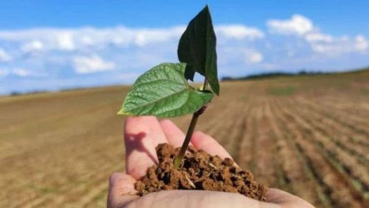 Os feijões e as outras leguminosas também são denominadas pulses e, de uma forma geral, considerados os alimentos mais nutritivos do mundo.
