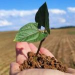 Dia Mundial do Feijão: leguminosa 'queridinha' dos brasileiros é celebrada neste 10 de fevereiro