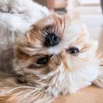 Ações individuais e campanhas digitais arrecadam R$ 5 milhões para causa pet