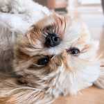 Castração gratuita de cães e gatos: Prefeitura de Belo Horizonte abre agendamento nesta segunda (27)