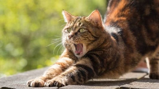 Os filhotes de gatos precisam pesar mais de 1,5kg