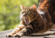 Dor crônica em gatos costuma ser subdiagnosticada; saiba como identificar