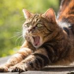 Sistema para agendamento  de castração de cães e gatos  da PBH tem instabilidade e vagas se esgotam em três horas