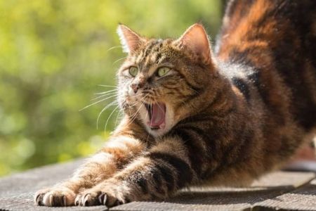 Dor crônica em gatos costuma ser subdiagnosticada; saiba como identificar