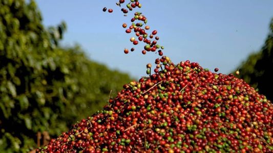 Os grãos produzidos na região se diferenciam, principalmente, pelo aroma e sabor