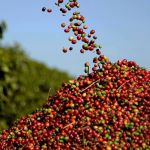 Campos Altos conquista café de origem com a ‘marca território’
