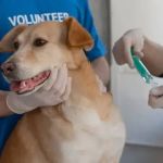 Laboratório divulga novos lotes da vacina contra leishmaniose com desvios e solitica recolhimento