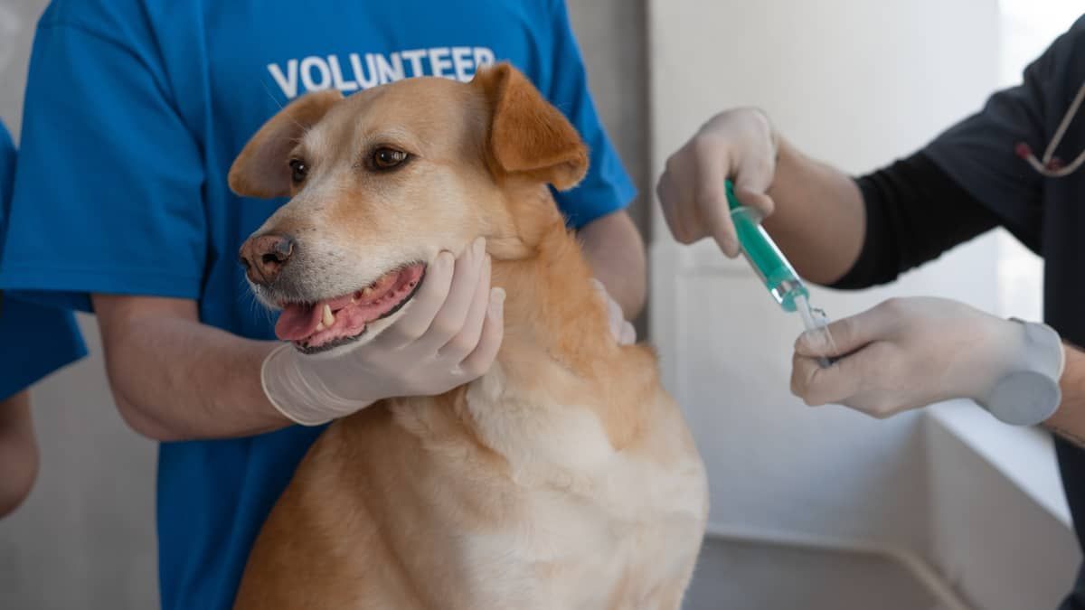 Leish-Tec, vacina contra leishmaniose em cães, é suspensa; entenda riscos