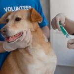 Leish-Tec, vacina contra leishmaniose em cães, é suspensa; entenda riscos