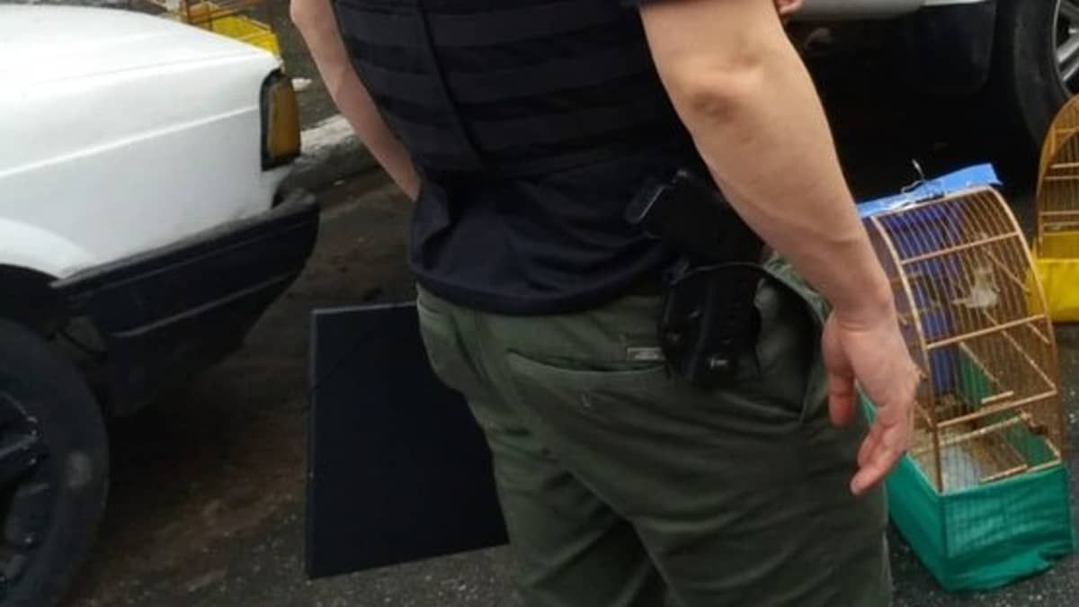 Pássaros silvestres são resgatados pela Polícia Militar Ambiental em São Paulo