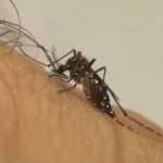 Peru vive maior surto de dengue da história