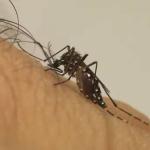 Peru vive maior surto de dengue da história