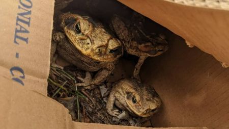 Os oito sapos vão passar por análise veterinária antes de serem soltos na natureza