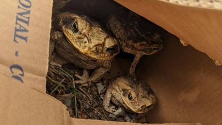 Os oito sapos vão passar por análise veterinária antes de serem soltos na natureza