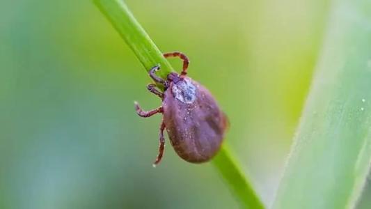 Os órgão competentes foram notificados pela suspeita de febre maculosa