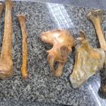 Homem é preso por vender ossos humanos em barraca de rua no Rio de Janeiro