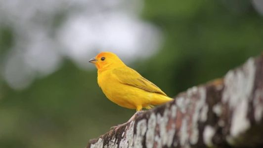 Os pássaros foram encaminhados para o CETAS (Centro de Triagem e Reabilitação de Animais Silvestres) em Montes Claros.