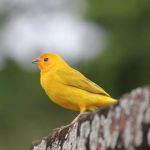 PRF resgata pássaros silvestres durante blitz de rotina em Salinas  