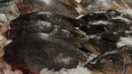 Os piores índices estão em Roraima, com 40% de peixes com mercúrio acima do limite recomendado, e Acre, com 35,9%