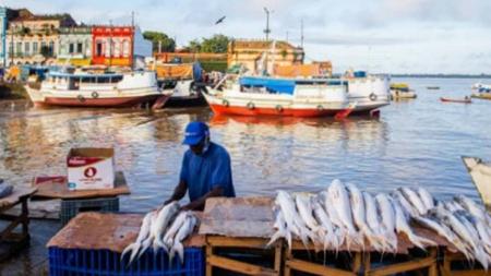 Os piores índices estão em Roraima, onde 40% dos peixes analisados apresentaram níveis de mercúrio acima do limite