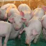 Brasileiros devem aumentar consumo de carne de porco em 0,5 Kg esse ano