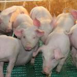 Brasileiros devem aumentar consumo de carne de porco em 0,5 Kg esse ano