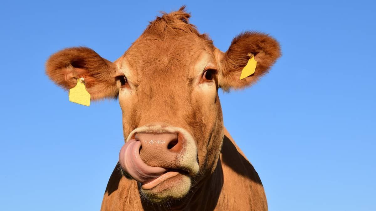Brasil suspende exportação de carne para a China após caso de vaca louca
