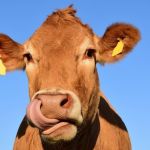 Brasil suspende exportação de carne para a China após caso de vaca louca