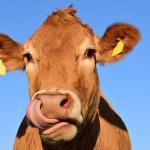 Brasil suspende exportação de carne para a China após caso de vaca louca