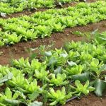 Considerado potência agrícola, Brasil não é bom produtor de insumos; entenda o paradoxo