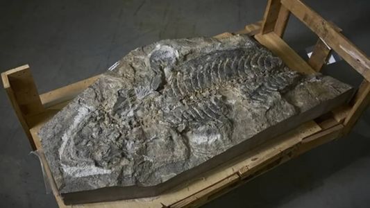 Ossada foi descoberta em pedreira