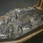 Novo animal de 240 milhões de anos e dentes retorcidos é encontrado na Austrália