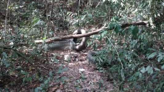 Ossada foi encontrada em área de mata de Mateus Leme, em 2016