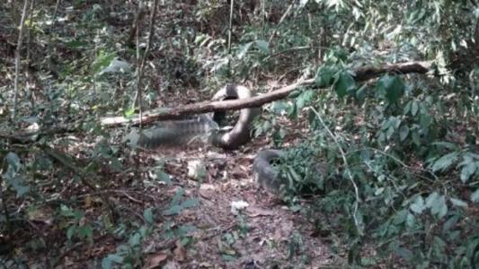Ossada foi encontrada em área de mata de Mateus Leme, em 2016