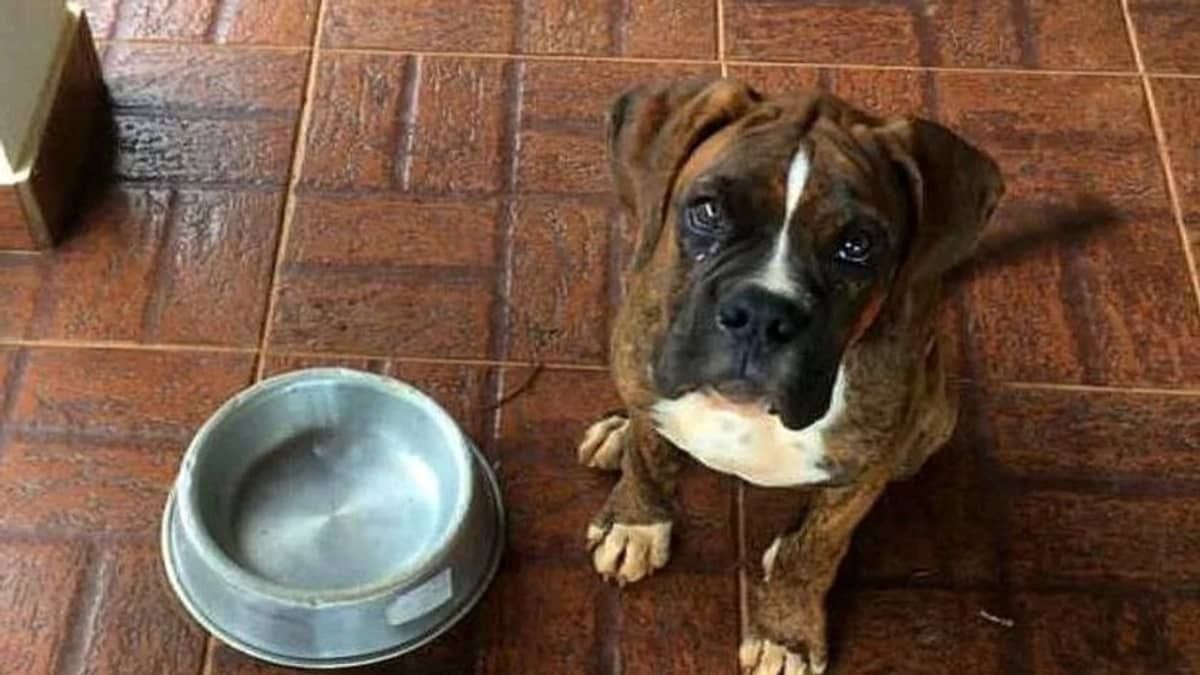 Cão da raça Boxer morre após comer petiscos com pedaço de vidro no interior de Minas