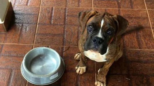 Otto morreu após comer petiscos com vidro