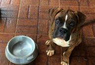 Petiscos podem fazer mal? Saiba como oferecer de forma saudável