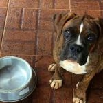 Petiscos podem fazer mal? Saiba como oferecer de forma saudável