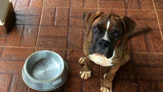 Otto morreu após comer petiscos com vidro