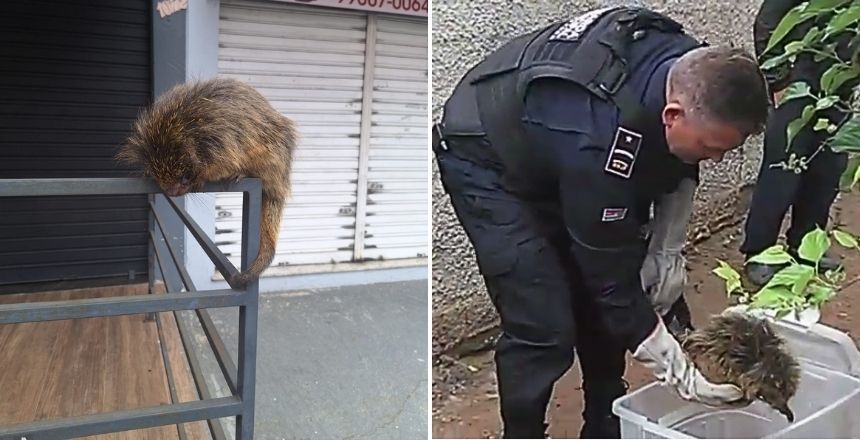 Ouriço-caixeiro é resgatado pela Guarda Municipal em Juiz de Fora