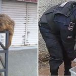 Ouriço-caixeiro é resgatado pela Guarda Municipal em Juiz de Fora