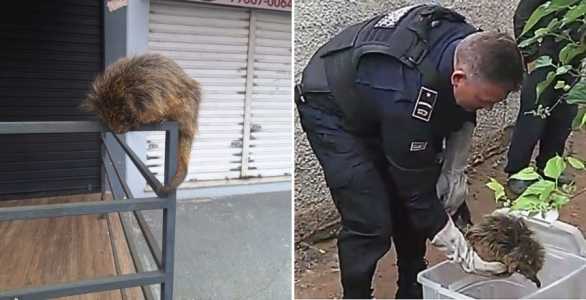Ouriço localizado bairro São Pedro