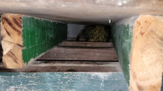 Ouriço foi retirado da casa e solto em mata preservada