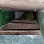 Moradora encontra animal silvestre dentro de casa em cidade histórica de Minas  