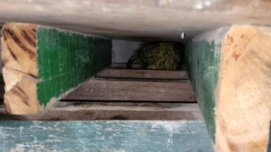 Ouriço foi retirado da casa e solto em mata preservada