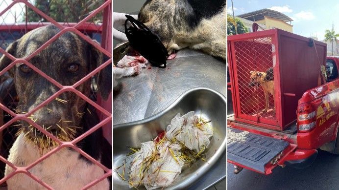 Briga entre cachorros e animal selvagem em Arcos termina mal para os cães