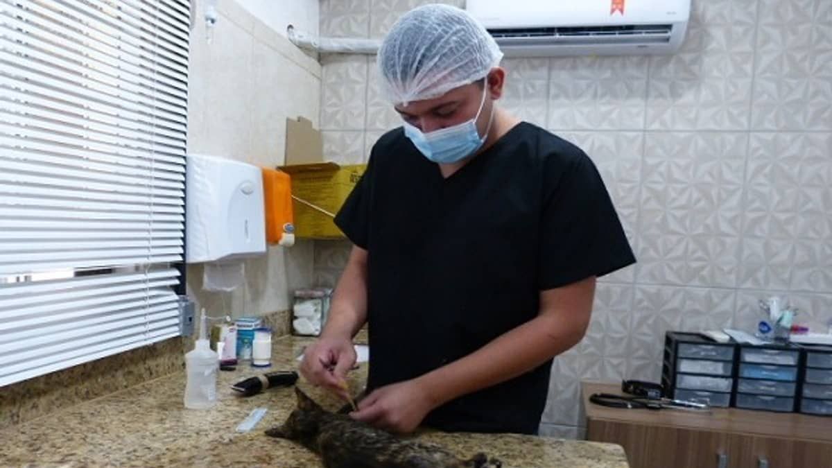 Mutirão de Castração de Cães e Gatos em Ouro Preto visa controlar a população de animais de rua e prevenir doenças 