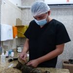 Mutirão de Castração de Cães e Gatos em Ouro Preto visa controlar a população de animais de rua e prevenir doenças 
